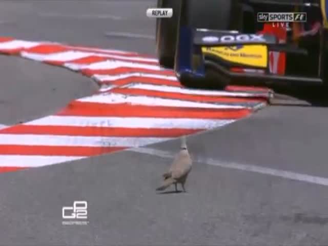 Lucky Bird’s Wicked Close Call with a F1 Car 