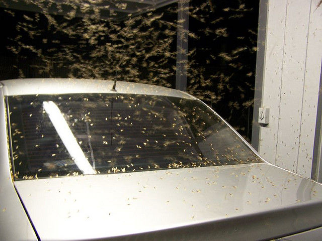 Gross and Creepy Termite Swarm