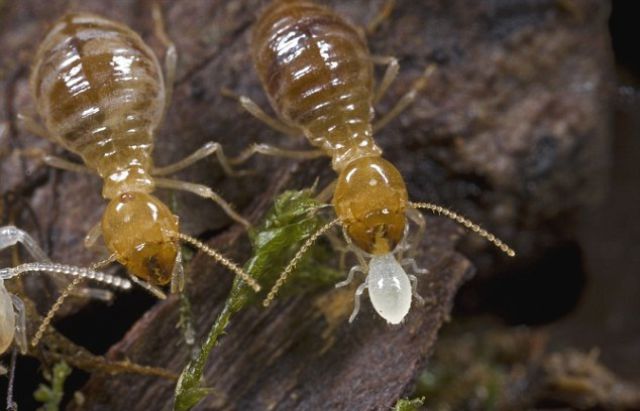 Gross and Creepy Termite Swarm