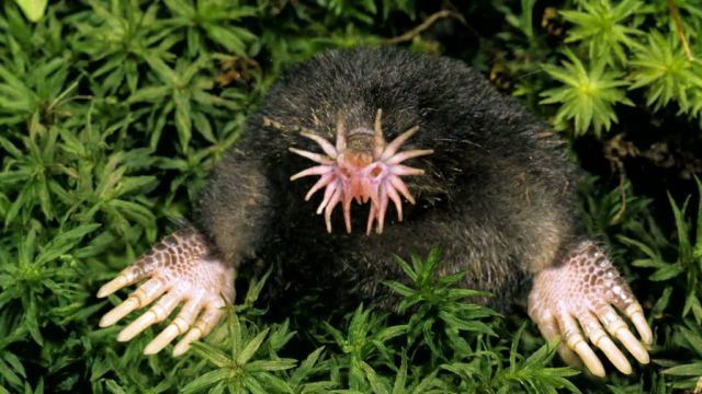 A Few Bizarre Animals You Probably Have Never Heard Of Before