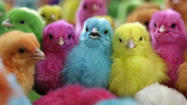 Baby Chicks in All the Colours of the Rainbow