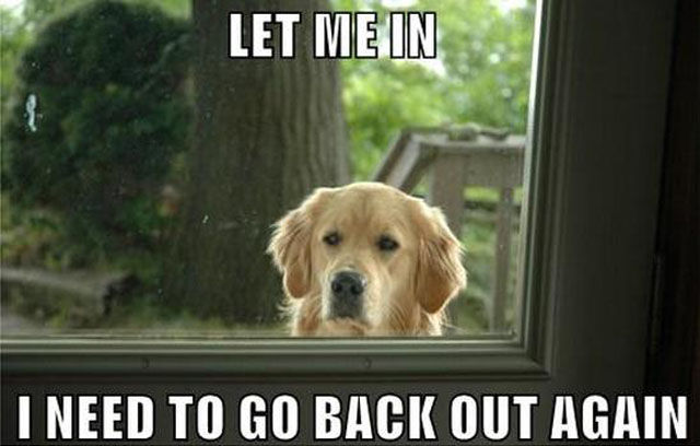 Funny Things All Dog Owners Will Relate To