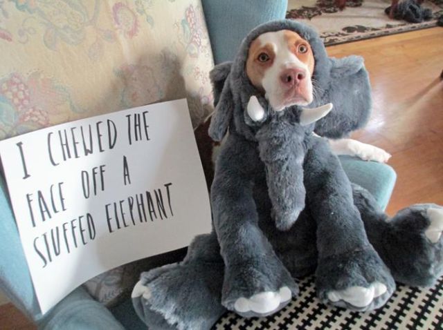 Funny Things All Dog Owners Will Relate To