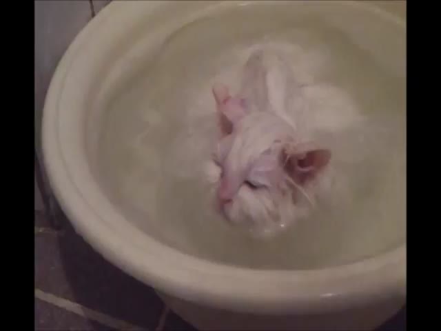 Kitty Will Leave Its Warm Bath for Nothing in the World 