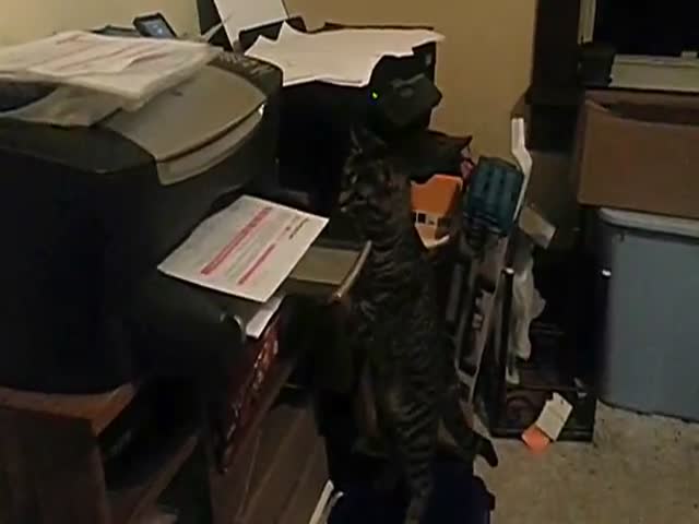 Cat vs Printing Paper 