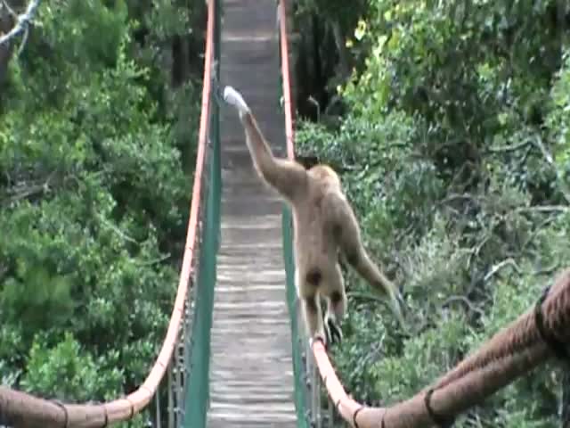 Gibbon Goes Tightrope Walking 