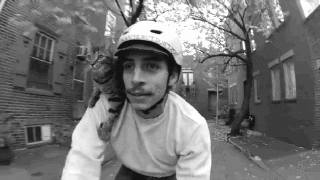 The Sweet Cat That Loves to Cycle
