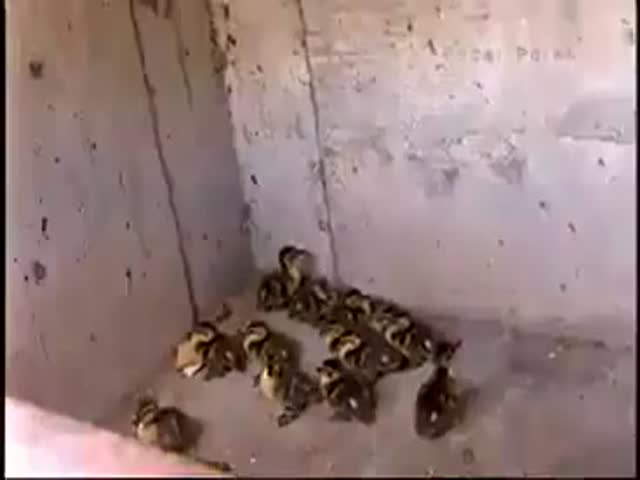 Ducklings Stuck in Sewers, Good Cops to the Rescue! 