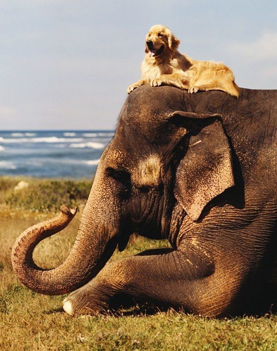 Strange and Improbably Animal Friendships!