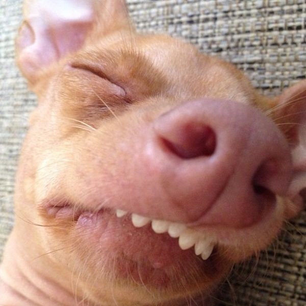 the-most-adorable-ugly-dog-ever-23-pics-izismile