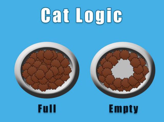 Things Every Cat Owner Will Relate To