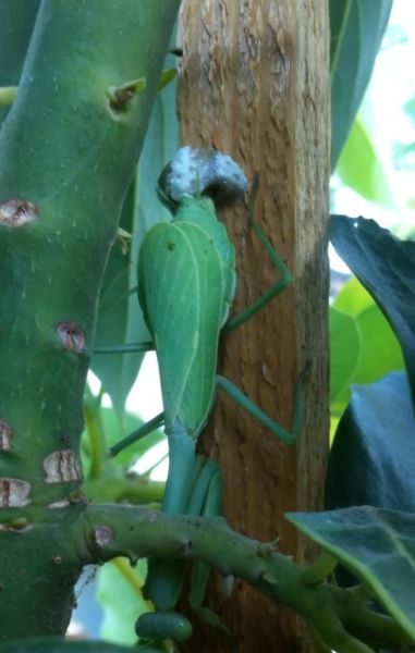 The Birth of Praying Mantis Babies!