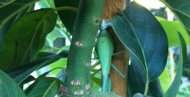 The Birth of Praying Mantis Babies!