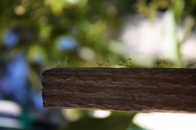 The Birth of Praying Mantis Babies!