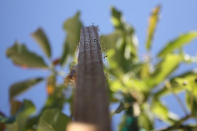 The Birth of Praying Mantis Babies!