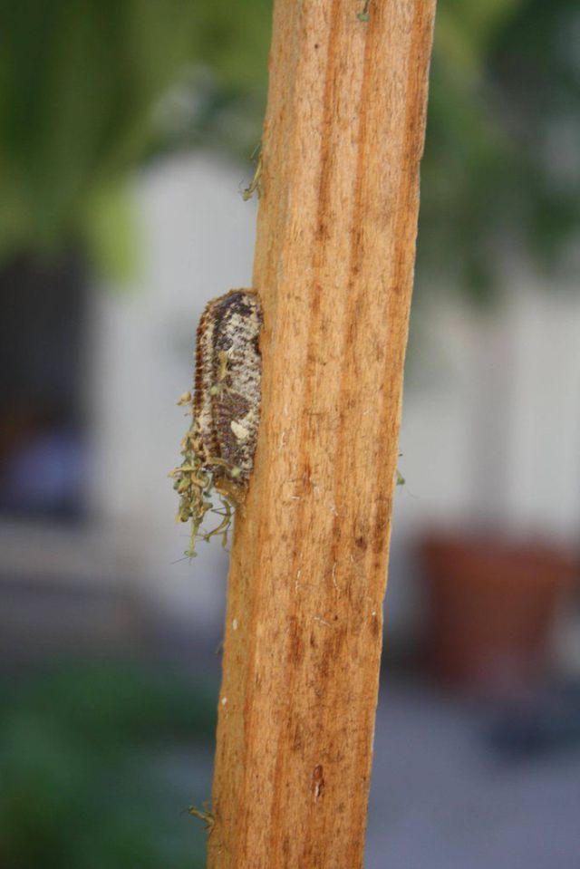 The Birth of Praying Mantis Babies!