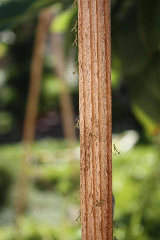 The Birth of Praying Mantis Babies!