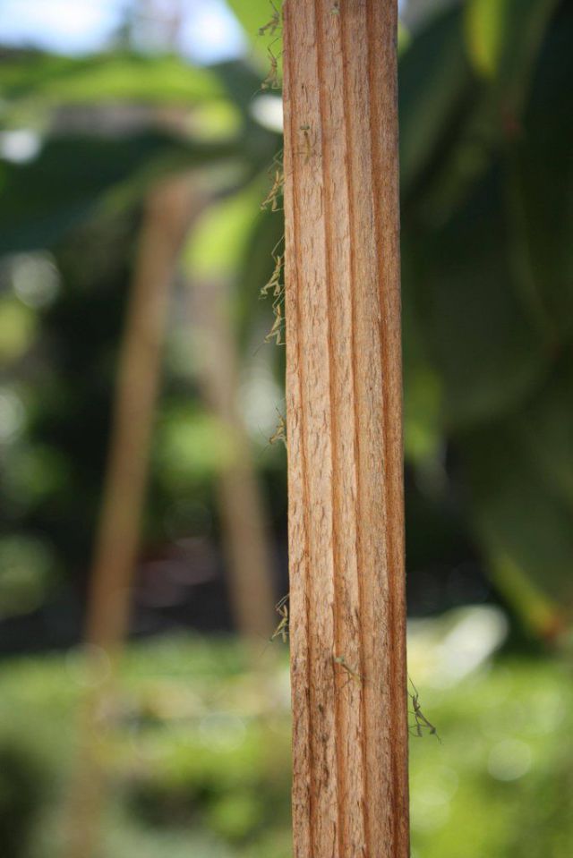 The Birth of Praying Mantis Babies!