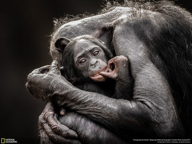 Some of the Top Entries from the National Geographic Wildlife Photo Contest