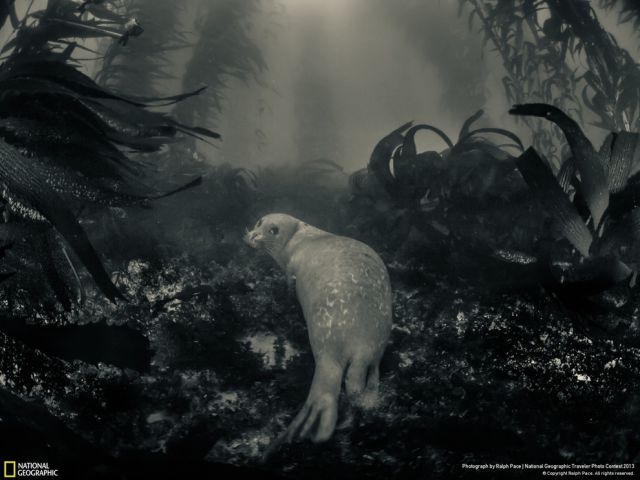 Some of the Top Entries from the National Geographic Wildlife Photo Contest