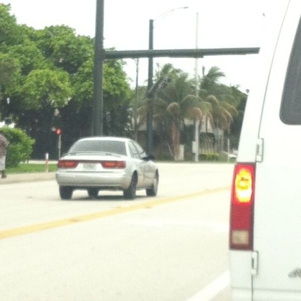 Things You Can Only Expect to See in Florida