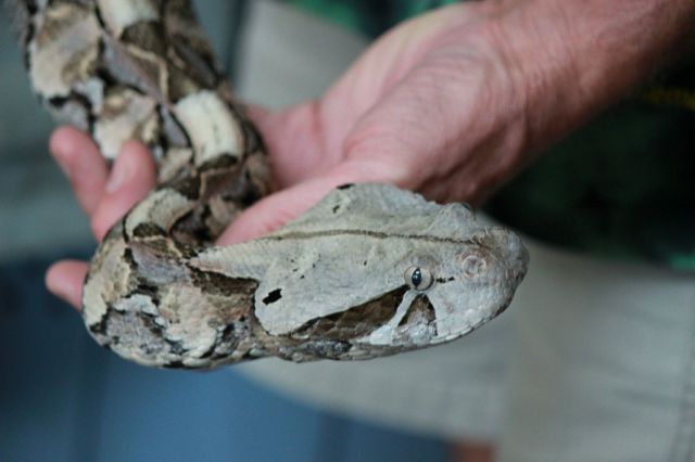 Educational Fun with Reptiles at Children’s Party