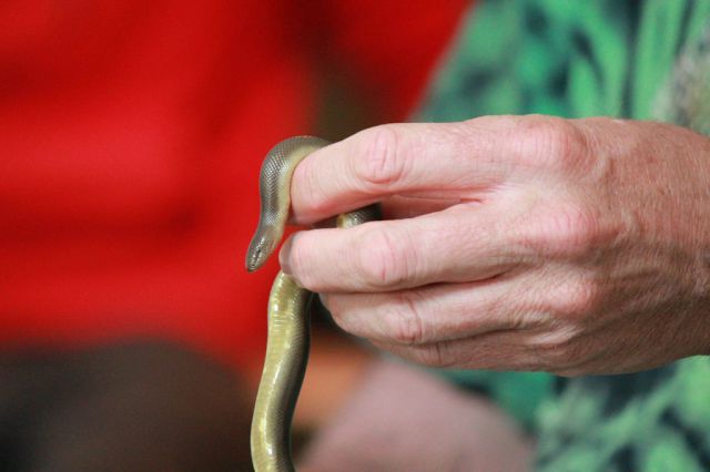 Educational Fun with Reptiles at Children’s Party