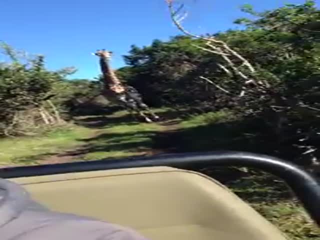 Chased by a Giraffe – Jurassic Park Style! 