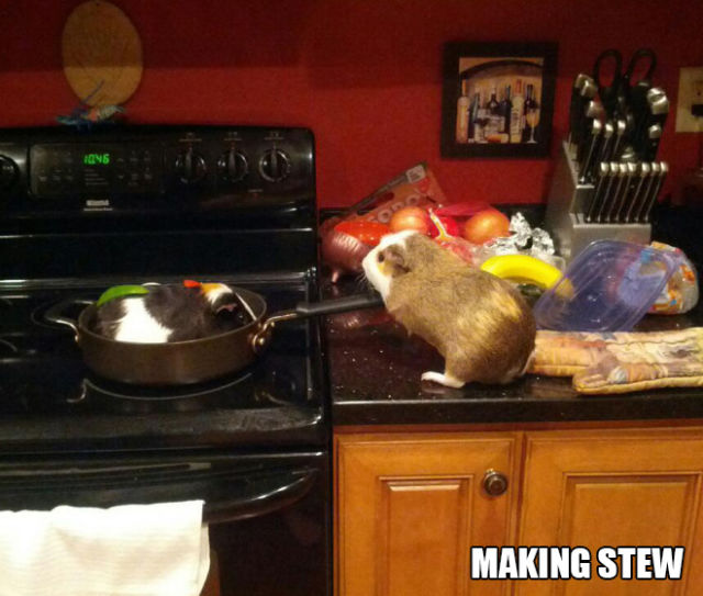 There Is Nothing This Guinea Pig Can’t Do…