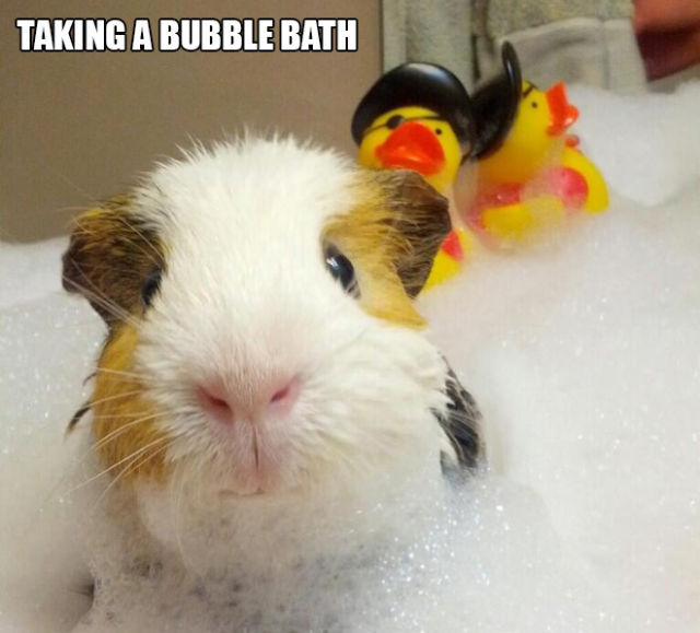 There Is Nothing This Guinea Pig Can’t Do…