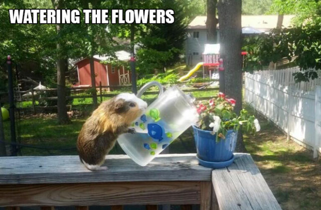 There Is Nothing This Guinea Pig Can’t Do…