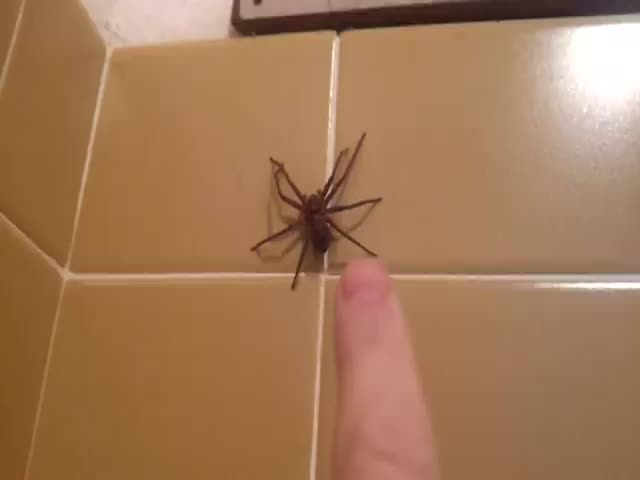 Why You Shouldn’t Try to Shoo a Spider Away When Taking a Bath 