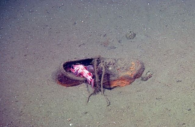 You Will Be Surprised To See What Is Dumped In the Pacific Ocean