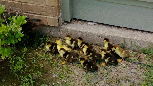 A Duck March in the Suburbs