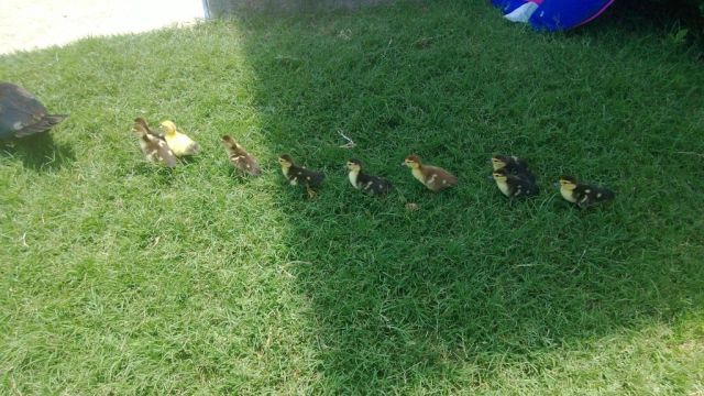A Duck March in the Suburbs