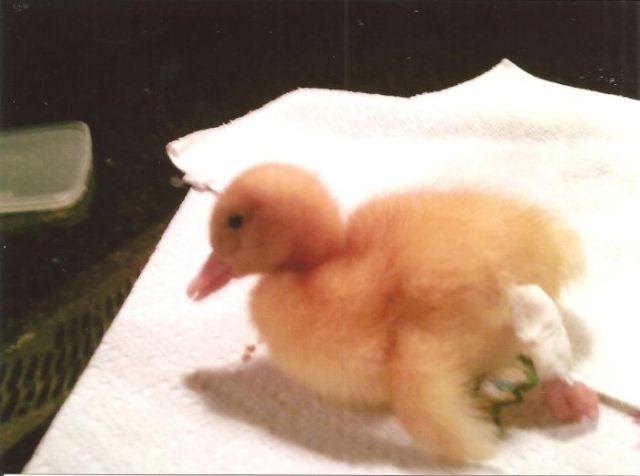A 3D Printed Foot Enables This Duck to Walk Again
