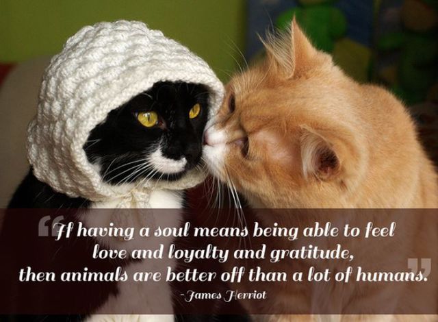 Cool Quotes That Will Make You Appreciate Your Pets