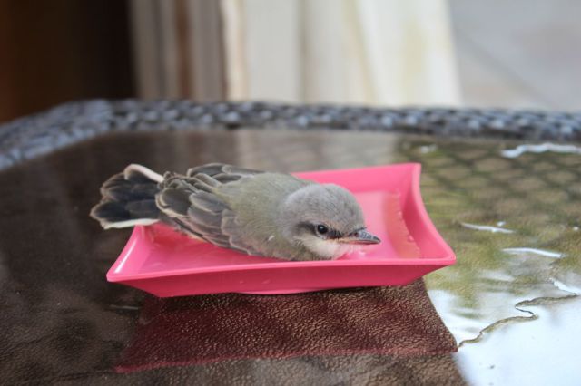 Baby Bird Is Rescued by the Kindness of Man