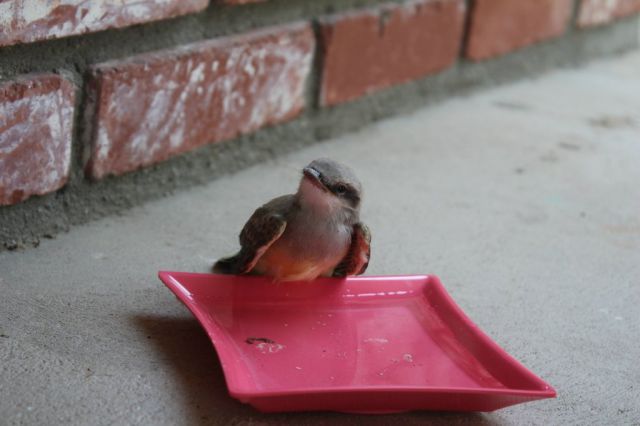 Baby Bird Is Rescued by the Kindness of Man