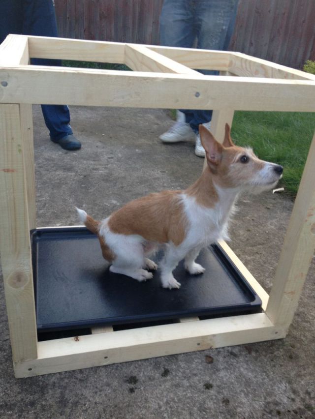 How to Make a Dog House from Scratch