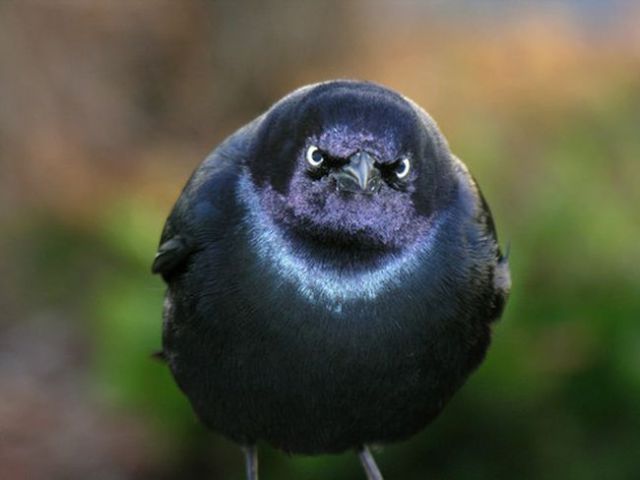 A Few Real-Life “Angry Birds”