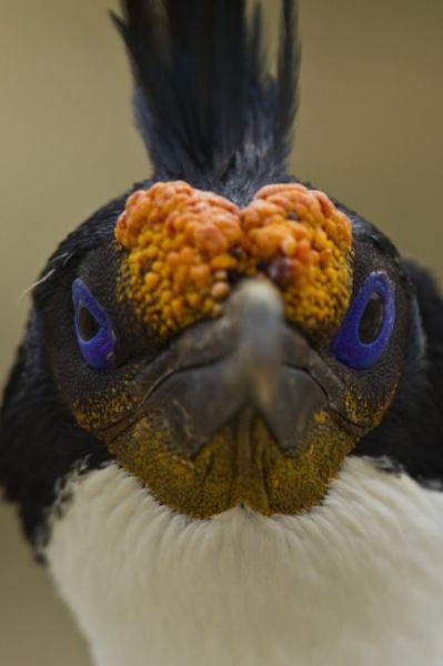 A Few Real-Life “Angry Birds”