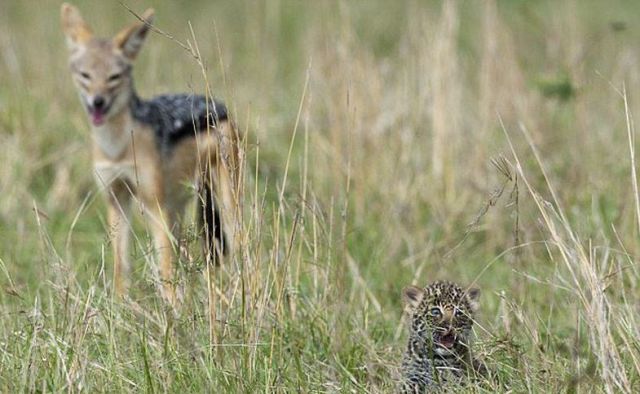Mom Comes to the Rescue of Baby Leopard in Risky Situation