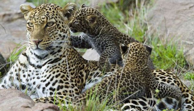 Mom Comes to the Rescue of Baby Leopard in Risky Situation