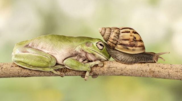 An Interesting Moment between a Snail and a Frog