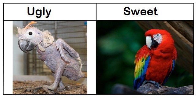 Ugly vs. Sweet