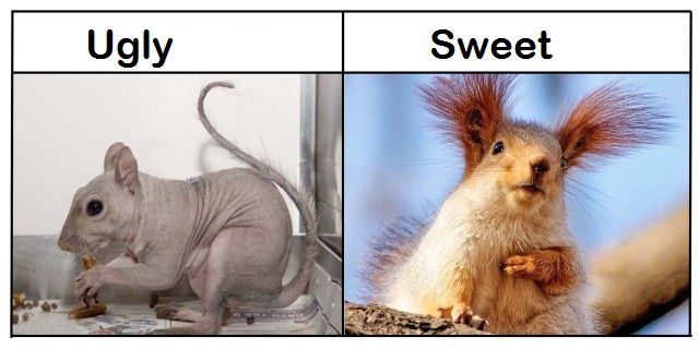Ugly vs. Sweet