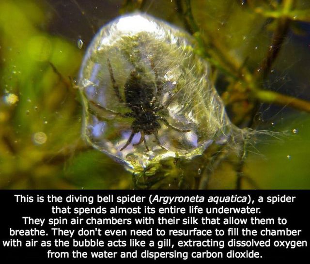 The Natural Sciences Are Just Too Cool
