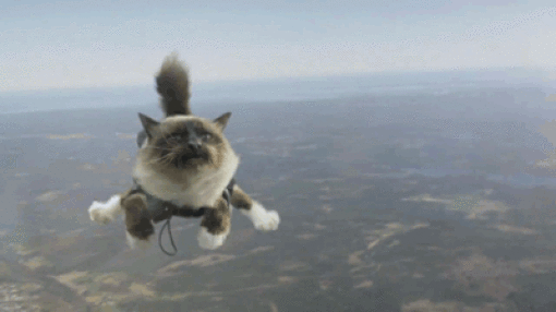 Candid GIFs Capture Animals Just Messing Around