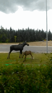 You Will Only Have This Problem in Alaska